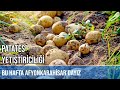 Patates Yetiştiriciliği - BENİM MEMLEKET