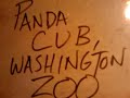 update. (baby panda died) No pic 9/16/12 GIANT PANDA CUB BORN, WASH DC ZOO: