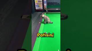 Topu Kedi Mi Soktu?
