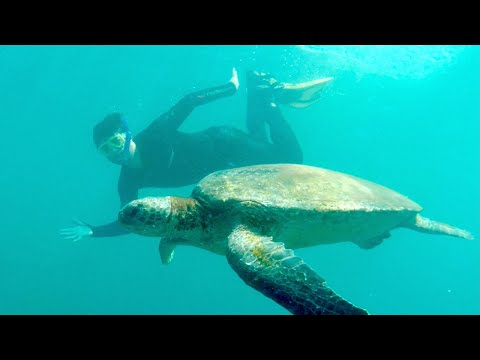 Turtle Spotting | Mudjimba Island QLD