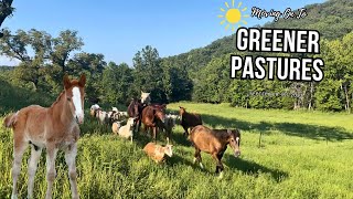 Moving Our Horse Herd! + Baby Horses Playing