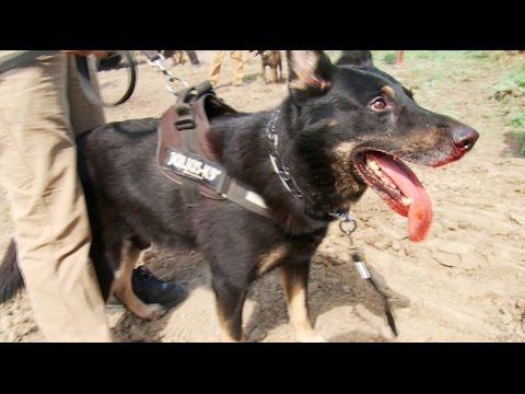 Canine Expert Decries "Egregious" & "Horrific" Dog Attacks on Native Americans Defending Burial Site