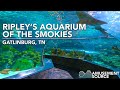 Ripley's Aquarium of the Smokies - Sharks Swimming Above My Head! (Gatlinburg, TN)