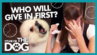Battle of Patience Against the Loudest Pomeranian | It's Me or the Dog