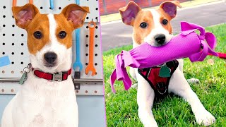 DIY Puppy Life Hacks