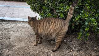 The Pregnant Stray Cat Longs For A Home, But Despite Trying To Please Everyone, No One Responds.