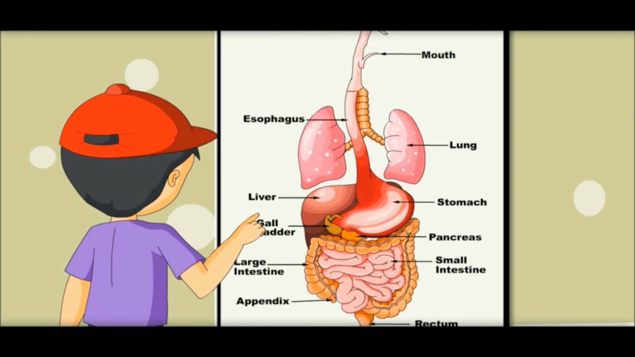 Digestive System - Learning by Picture & Chart -Kides - YouTube