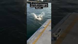 Kangaroos Can Swim