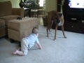 Boxer giving Baby Kisses - Why boxers are the best dogs for kids