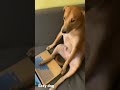 DOG IN ACTION | porn wacting time |#sexy #dogs