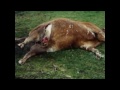 Richplanet Tv The Human Mutilation Cover Up Full Movie