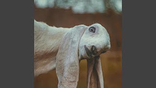 Stacy Is Making Farts Great Again