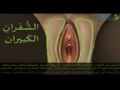 جنس شرجي YouTube