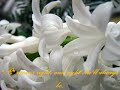 Flowers for mother's day - Mother's Day ecards - Events Greeting Cards Flowers for mother's day - Mother's Day ecards - Events Greeting Cards