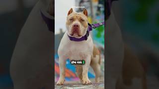 Top 6 Fearless And Muscular Dog Breeds In The World
