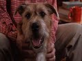 Greg Kincaid - Foster a Lonely Pet - A Christmas Home