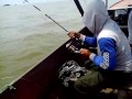 image Memancing Ikan Kakap Tompel Besar Pakai Teknik Dasaran Dengan Umpan Udang Segar