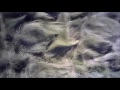 Rockingham Lakes Regional Park, Baldivis, West Australia, October 2016 #3 Rockingham Lakes Regional Park, Baldivis, West Australia, October 2016 #2