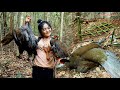 สาวดอย Hunting creative amazing traps for catching pheasant in jungle