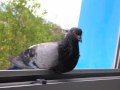 apprivoiser pigeon