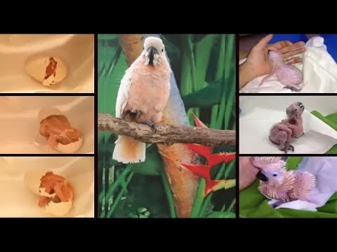 cockatoo moluccan baby hatching