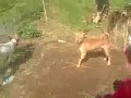 Berburu Babi 1 images Berburu Babi 1