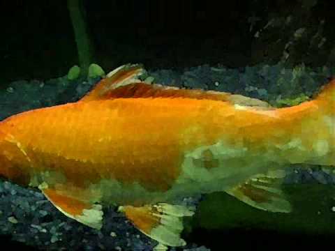 Koi or more specifically nishikigoi brocaded carp are 