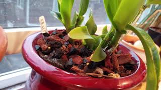 Orquidea Cattleya enferma, actuar inmediatamente