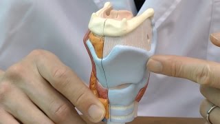 喉頭，2分解モデル，実物大：動画