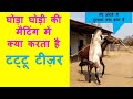 घोड़ा घोड़ी की मैटिंग में टट्टू टीज़र का क्या काम Horse Mating Breeding Reproduction Information Video