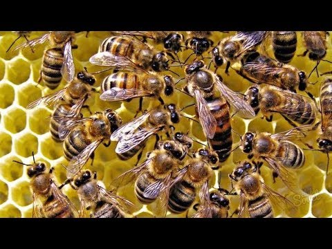 Выращивание и уход за канами Выращивание и уход за канами