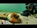 Woman Spends Months Helping An Octopus Protect Her Eggs | The Dodo