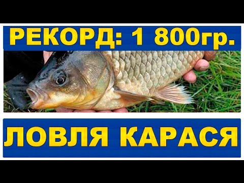 когда и на что ловить карася весной видео когда и на что ловить карася весной видео