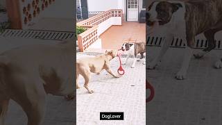 The Truth About Pitbulls.