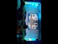 A beautiful Rabindra nritya performed by student of Abbot shishu hall school. Hooghly.west Bengal.