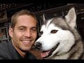 Watch: Paul Walker Car Crash Video Surfaces Paul Walker Car Crash Video Surfaces