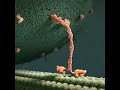 Molecule of Happiness