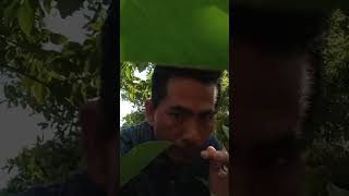 Ngintip Gadis Desa Main Tiktok