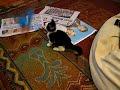 Baby cat (Chiaroscuro) playing with a toy
