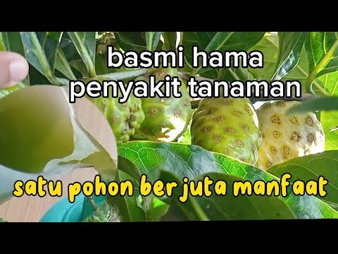 2 inspirasi racikan pestisida nabati ‼️ pestisida nabati dari buah dan daun mengkudu