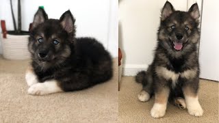 My Husky As A Puppy Rare Agouti Husky