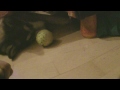 Alaskan Malamute throwing a ball back