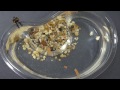 Triassic Triops Video 3 (Days 8-15) Times & Notes in Description