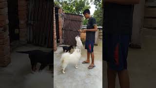 Spitz Dog Training