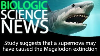 Science News - Study suggests that a supernova may have caused the Megalodon extinction