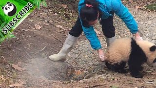 Nanny's biggest concern every day: panda baby's butt Nanny's biggest concern every day: panda baby's butt
