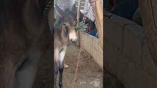 Resultados De Cruzar Una Yegua Con Un Burro