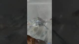 巴西龟抢吃小金鱼