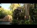 Dumbo Isn't the Only Flying Elephant at Disneyland Park