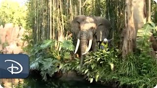 Dumbo Isn't the Only Flying Elephant | Disneyland Park Dumbo Isn't the Only Flying Elephant | Disneyland Park